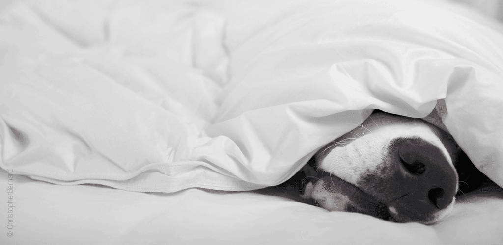 Foto: Eine Hundeschnauze schaut unter einer Bettdecke hervor.