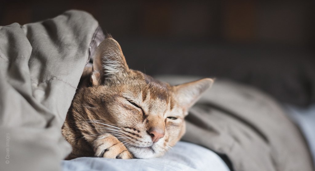 Foto: Eine Katze döst in einem Bett