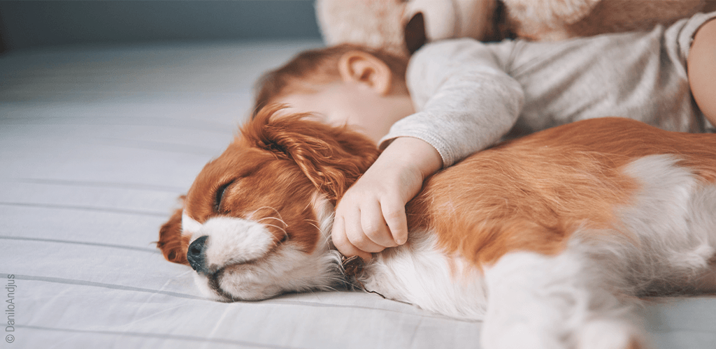 Foto: Auf einer Matratze 200x220 cm liegen ein kleiner Hund, dahinter ein Baby und dahinter ein großer Teddybär.