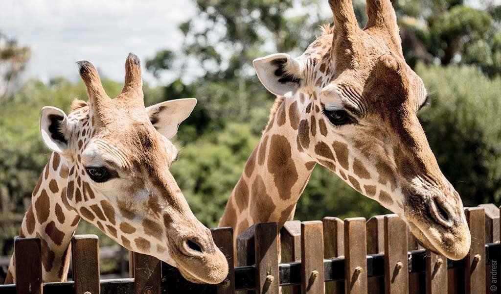 Foto: Zwei Giraffen blicken über einen Zaun.