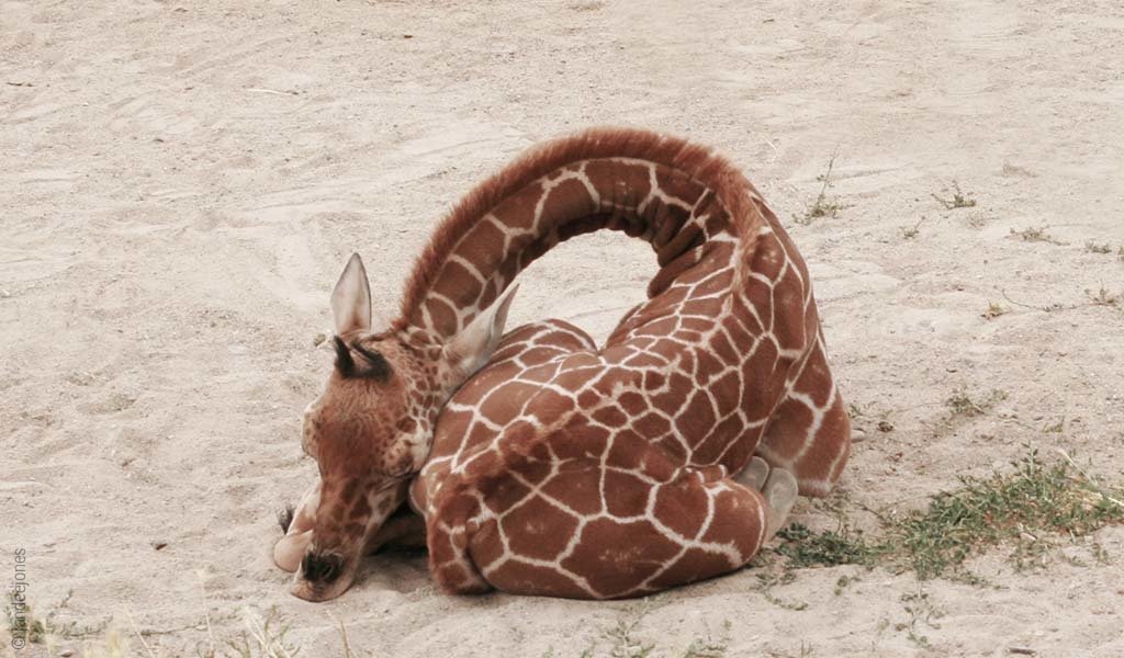 Foto: Eine junge Giraffe rollt sich im Schlaf zusammen.