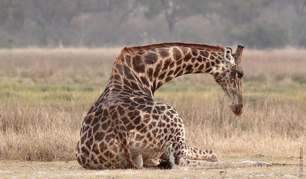 Foto: Eine Giraffe sitzt auf dem Boden.