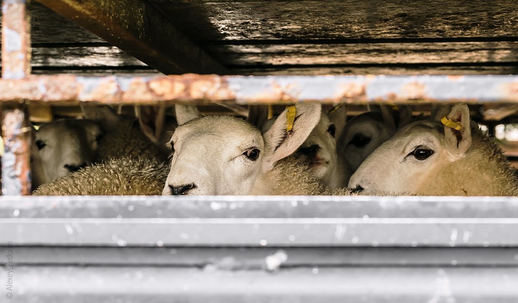 Foto: Mehrere Schafe auf engsten Raum in Massentierhaltung.