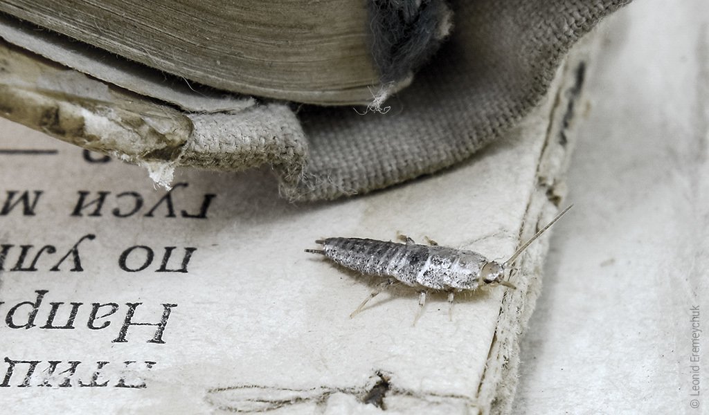 Foto: Ein Papierfischchen sitzt am Rand einer zerfressenen alten Buchseite mit kyrillischem Text.