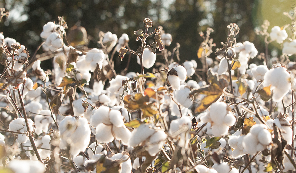 Foto: Baumwollblüten in Nahaufnahme