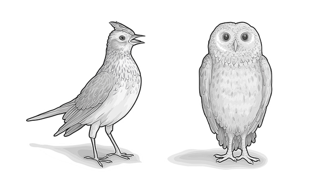 Illustration zweier Vögel: links eine Lerche, rechts eine Eule.