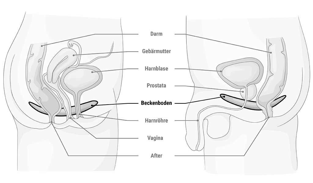 Grafik: Beschriftete anatomische Darstellung zweier Unterleibe und der jeweiligen Organe Darm, Gebärmutter, Harnblase, Prostata, Beckenboden, Harnröhre, Vagina, After.