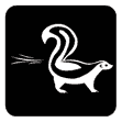 skunk on black background