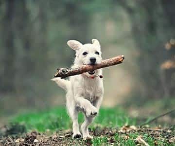 Puppy running with stick in his mouth