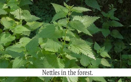 Nettles in the forest