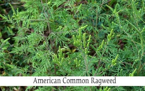 American ragweed in the forest