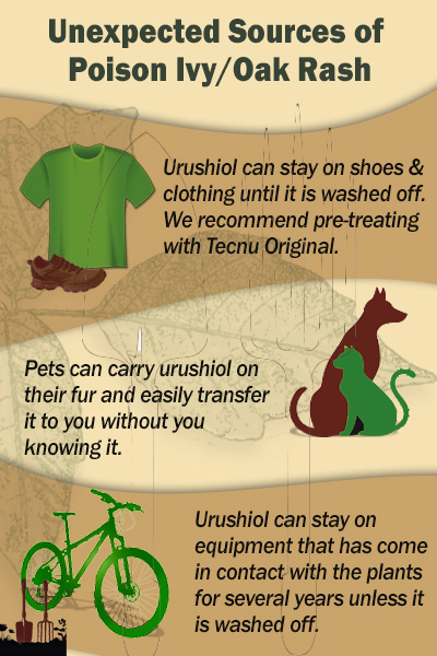 Examples of sources of poison ivy rash: pets, clothing, shoes, and equipment