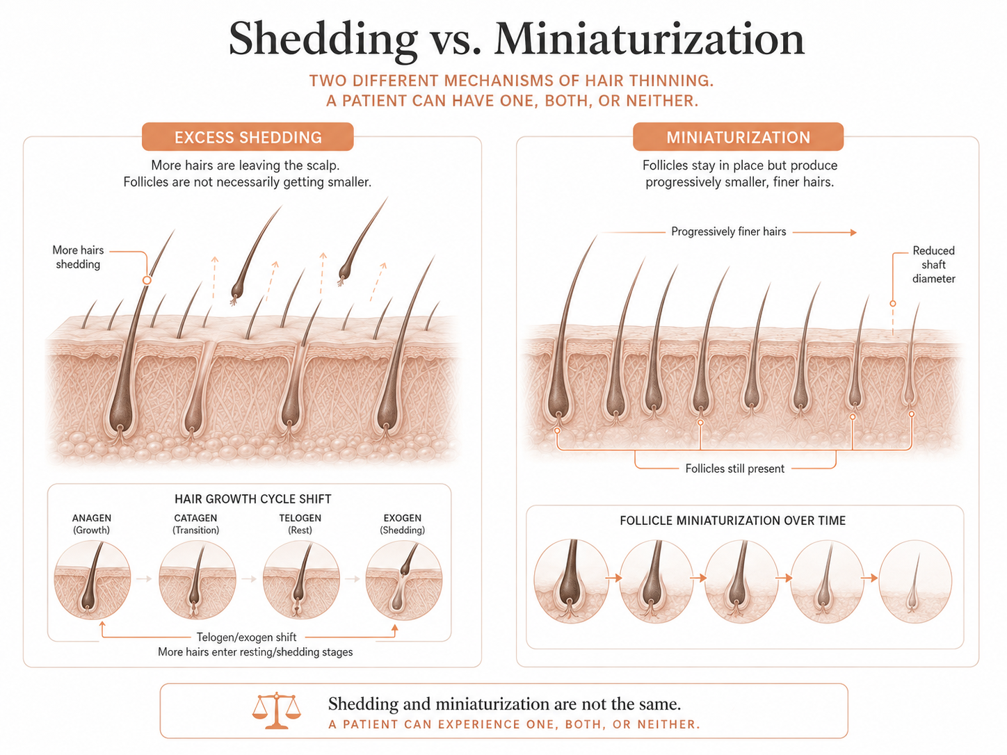 Comparison of excess hair shedding and follicle miniaturization, showing how increased shedding differs from follicles that progressively produce finer, thinner hairs.