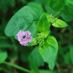 Imagem de uma planta com folhas verdes e um broto cor púrpura. A planta é a Boerhavia diffusa ou punarnava. De ondem vem o Melavoid.