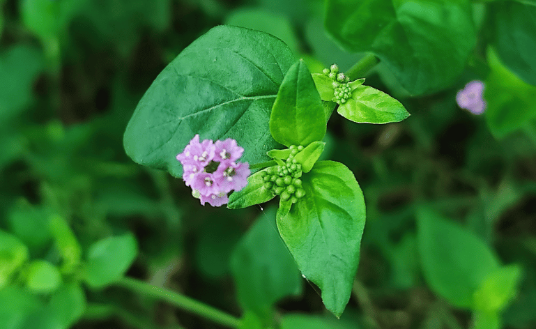 Imagem de uma planta com folhas verdes e um broto cor púrpura. A planta é a Boerhavia diffusa ou punarnava. De ondem vem o Melavoid.