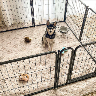 Dog Playpen 24 Inch, 25 Units, Used - Good Condition, Est. Original Retail $5,000, Menifee, CA