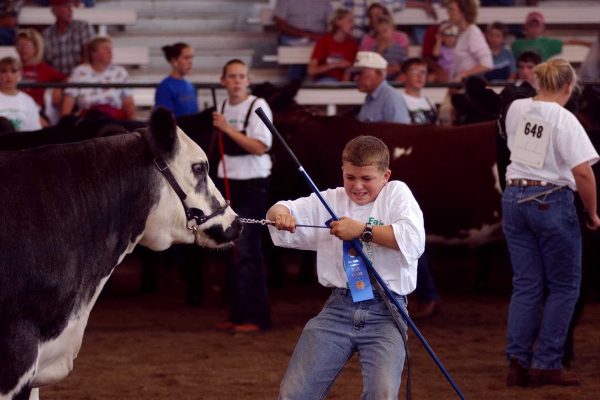 A young cattle exhibitor coaxes his entry at the Pioneer Livestock Pavilion.