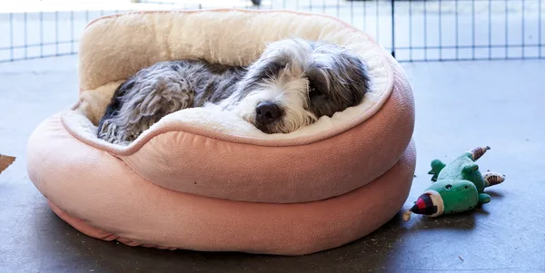 A dog resting in a round pet bed