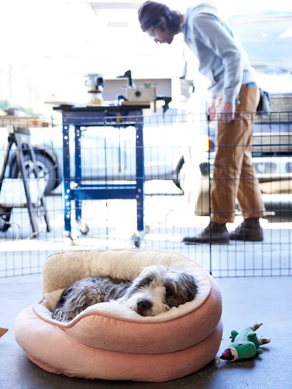 The Milkman Sound shop dog resting while Tim works in the background