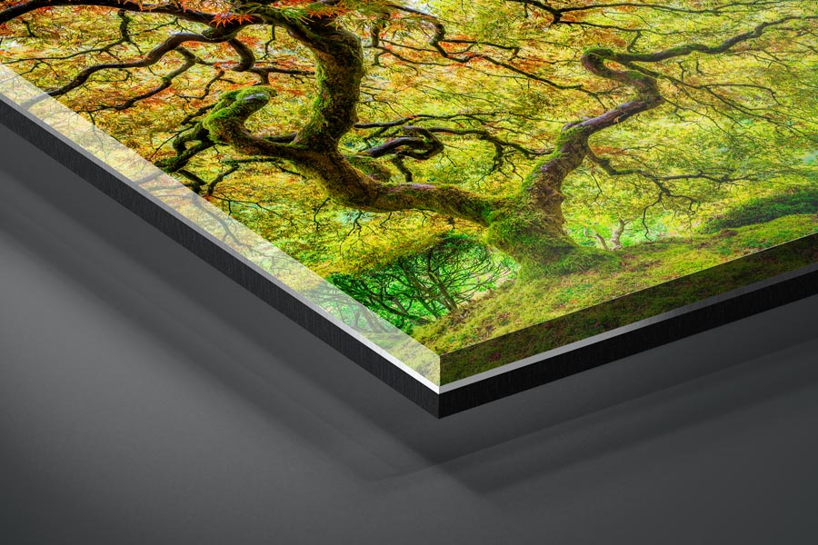 Japanese Maple tree shown in Gallery Acrylic with Lumachrome paper