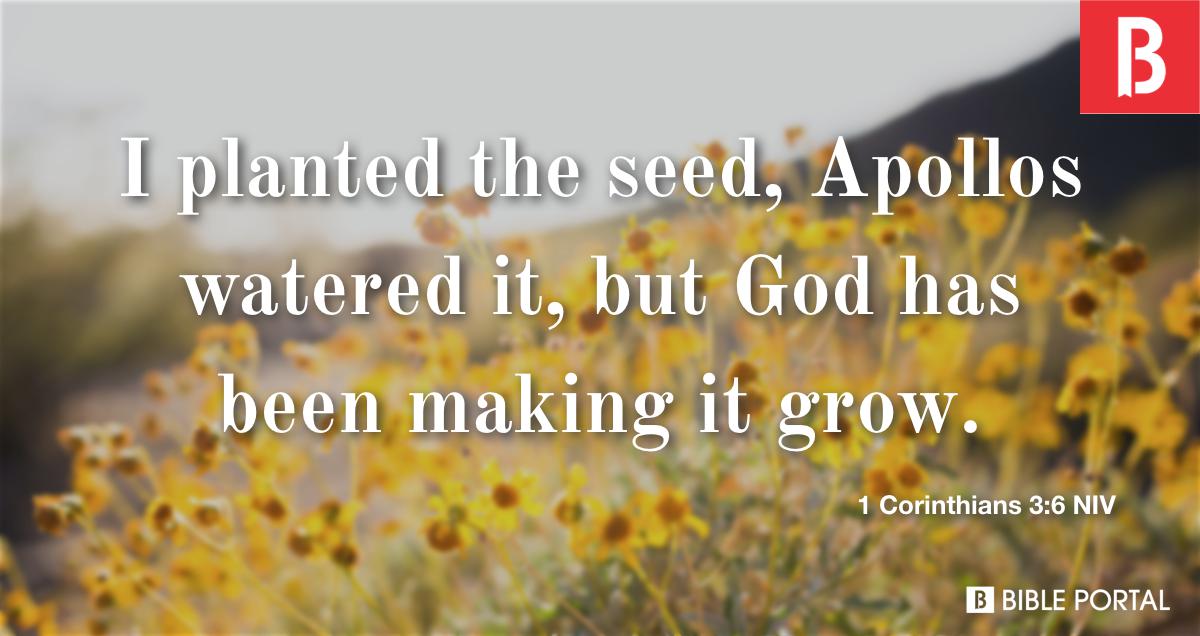 Sowing Seeds Bible 4783