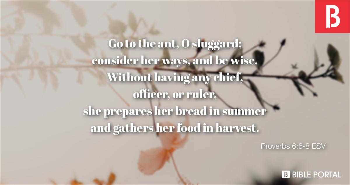 Proverbs 6 6 8 ESV Picture Bible Image Bible Portal pin-on-praise