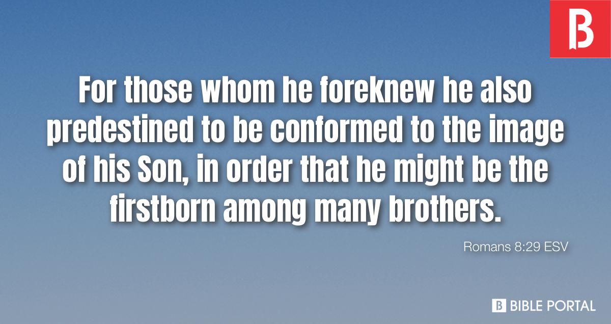 Romans 8 29 ESV Bible Study Meaning Images Commentaries romans-8-29-esv-bible-study-meaning-images-commentaries