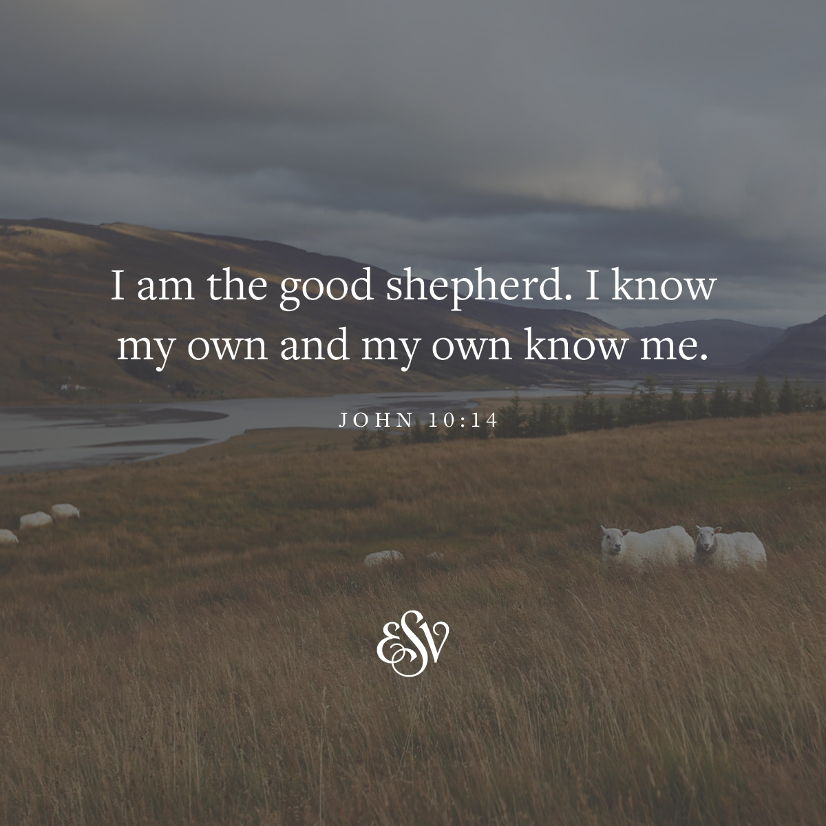 'I am the good shepherd. I know my own and my own know me. JOHN 10:14'