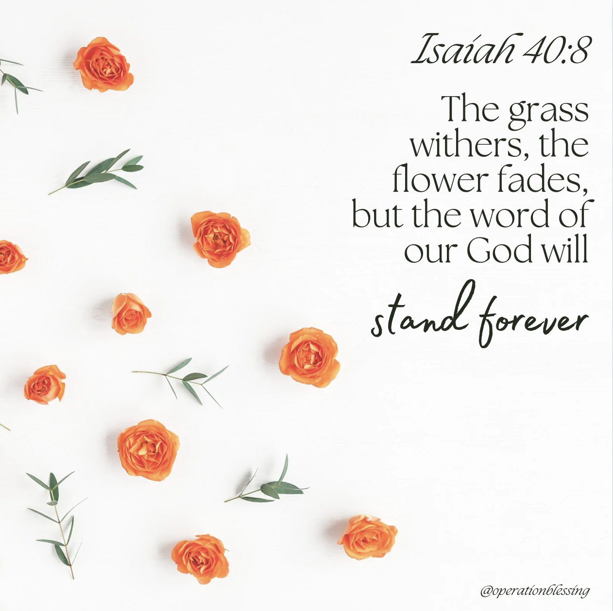 Isaiah 40.8 The grass withers, the flower fades; but the word of our God will stand forever @operationblessing