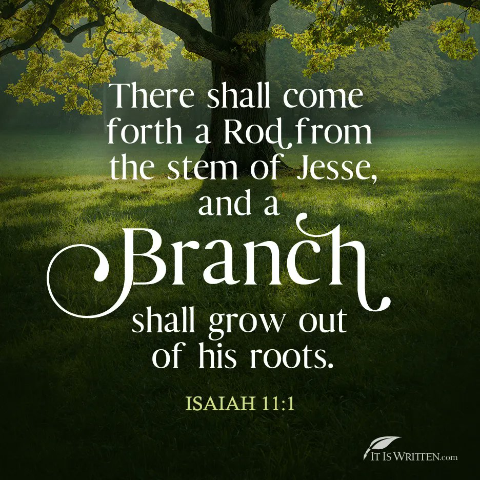 There shall come forth a Rodfrom the stem of Jesse; and a @Branch shall grow out of his roots. ISAIAH 11.1 IT IS WRITTENcom