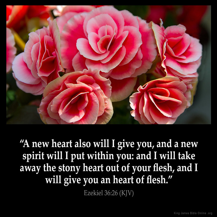 "Anew heart also will I give yOu, and a new spirit will I put within you: and I will take away the stony heart out of your flesh, and I will give you an heart of flesh:' Ezekiel 36.26 (KJV) KiRg Jamas Bible Online .0ro