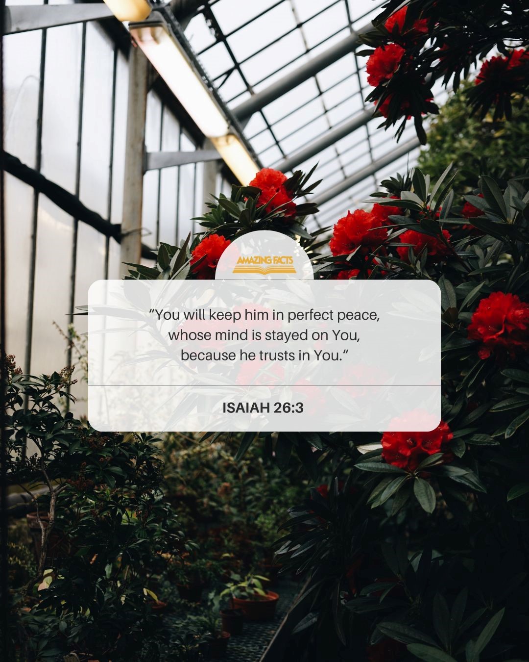 MogecTS "You will keep him in perfect peace, whose mind is stayed on You; because he trusts in You:" ISAIAH 26.3