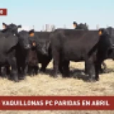 Imagen lote