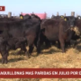 Imagen lote
