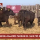 Imagen lote
