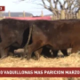 Imagen lote