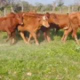 Imagen lote