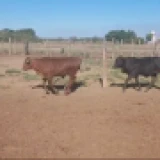 Imagen lote