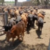 Imagen lote