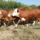 Imagen lote