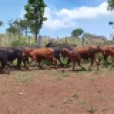 Imagen lote