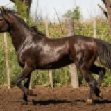 Imagen lote