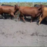 Imagen lote