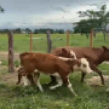 Imagen lote