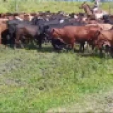 Imagen lote
