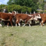 Imagen lote