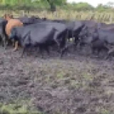 Imagen lote