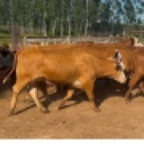 Imagen lote