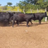 Imagen lote