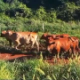 Imagen lote